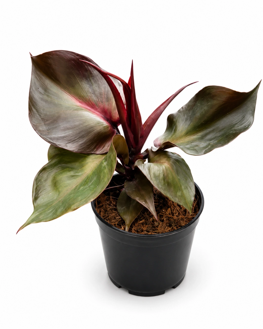 Philoendro red heart P14