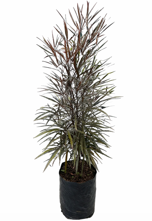 Aralia Elegantisima
