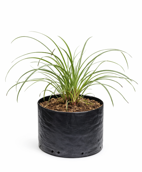 Liriope Verde