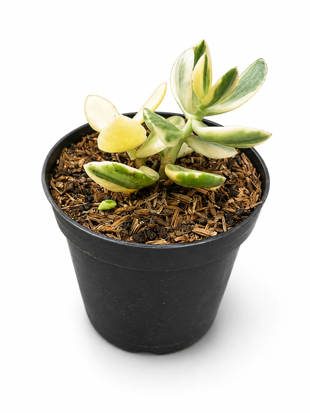 Jade Variagado