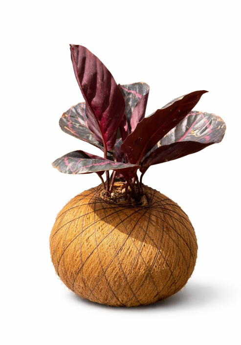 Kokedama Calathea Exotica