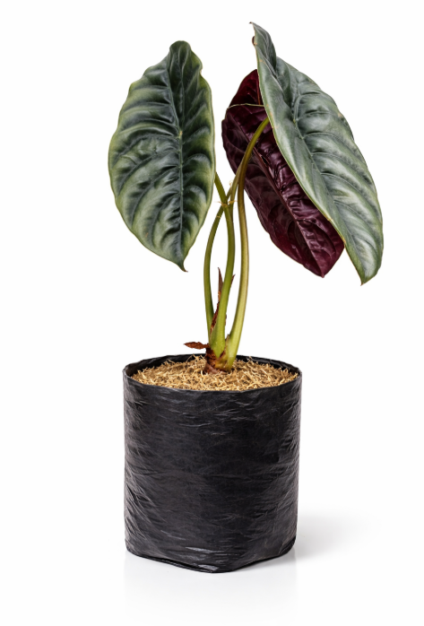 Alocasia Bronce