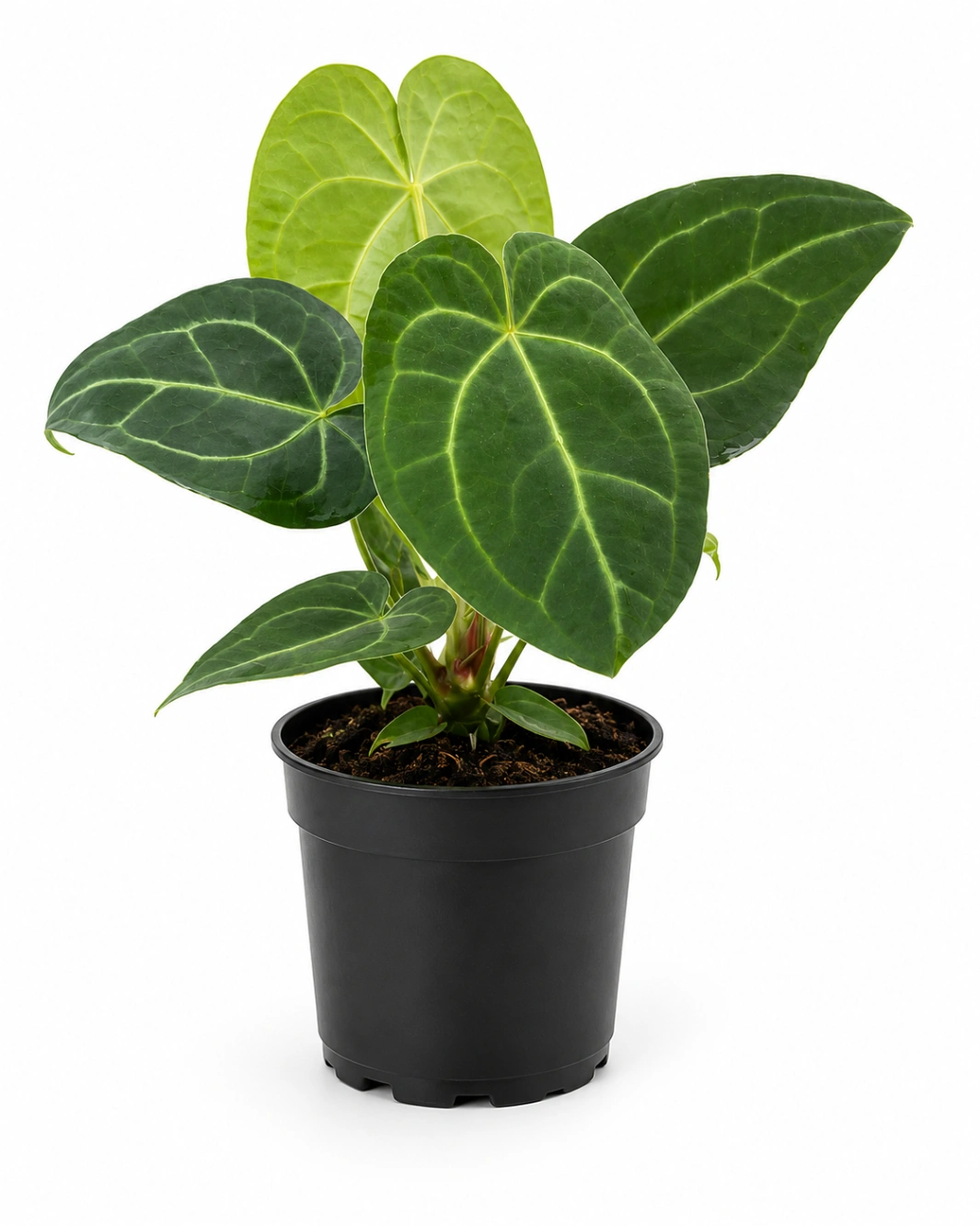 Anturio Cristalino P14