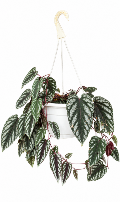 Cissus Dicolor Canasta