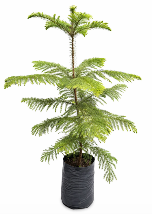 Palma Araucaria