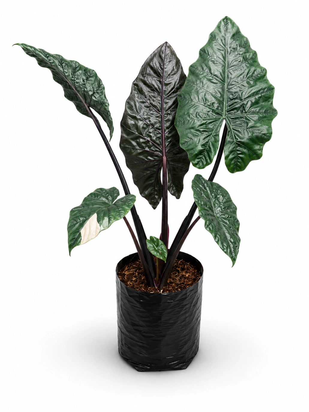Alocasia Sanderiana