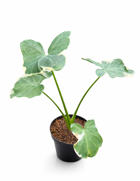 Alocasia Mickey