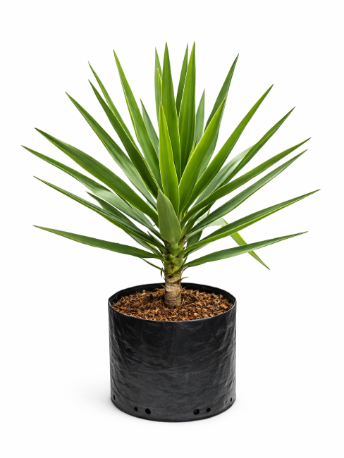 Palma Yuca