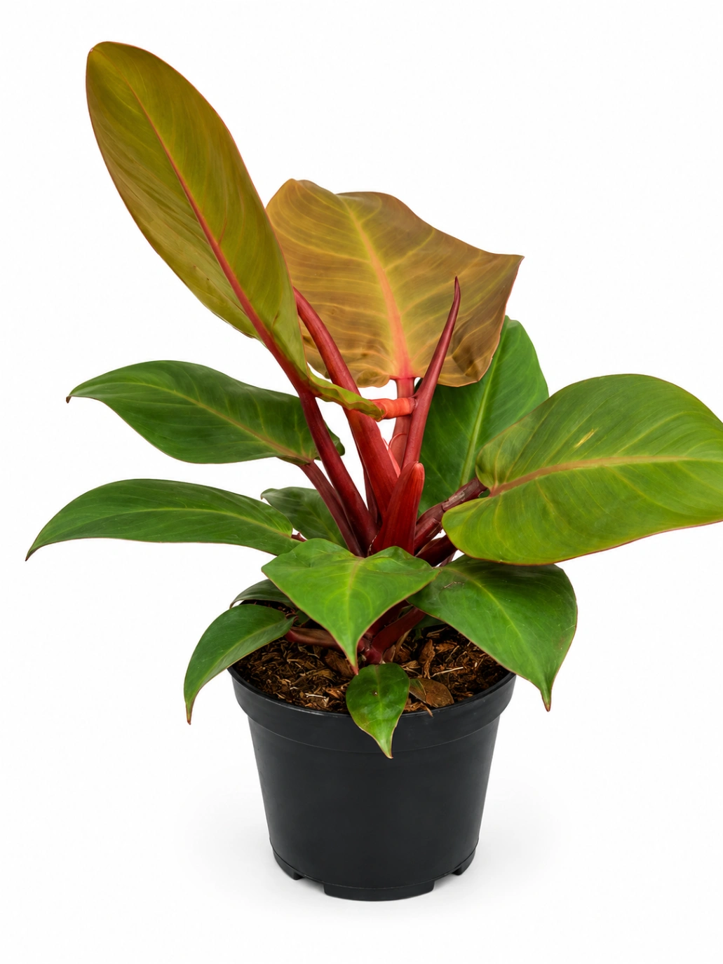 Philoendro Cherry Red