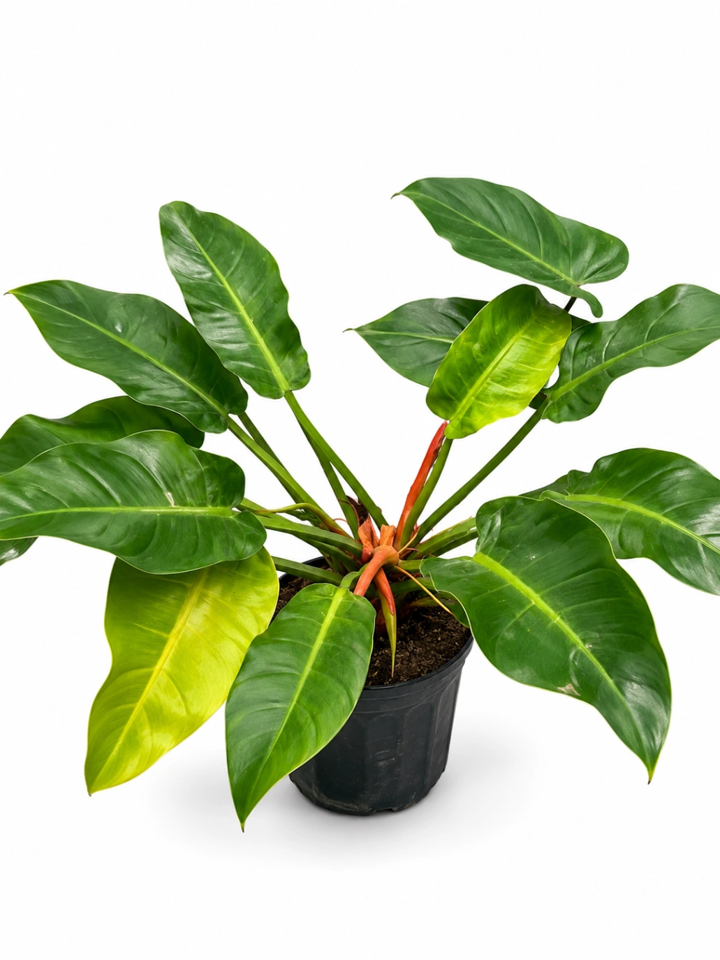 Philoendro Red Esmeralda