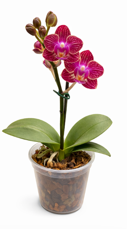 Orquidea Phalaenopsis Mini