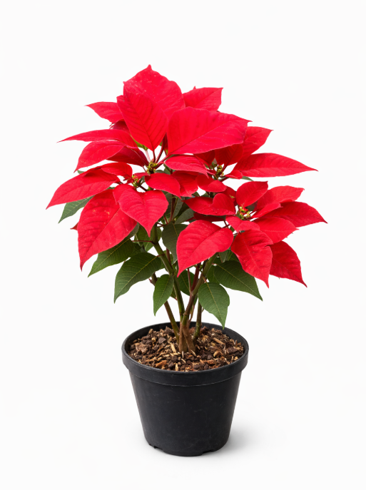 Poinsettia