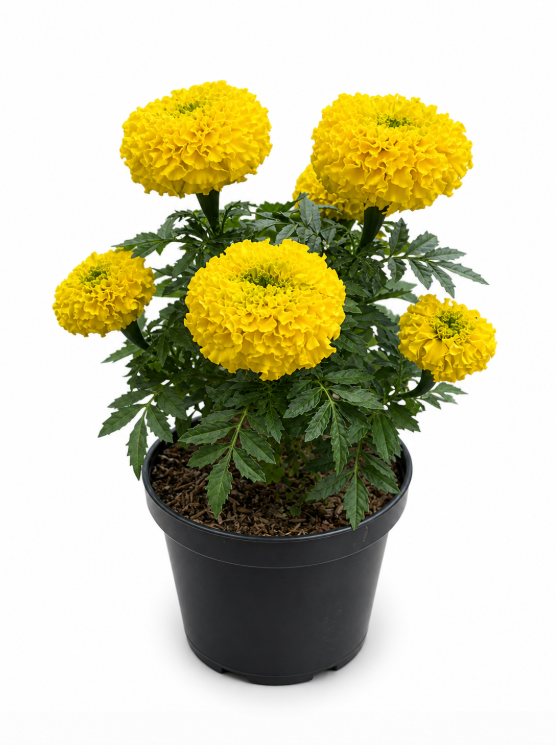 Marigold