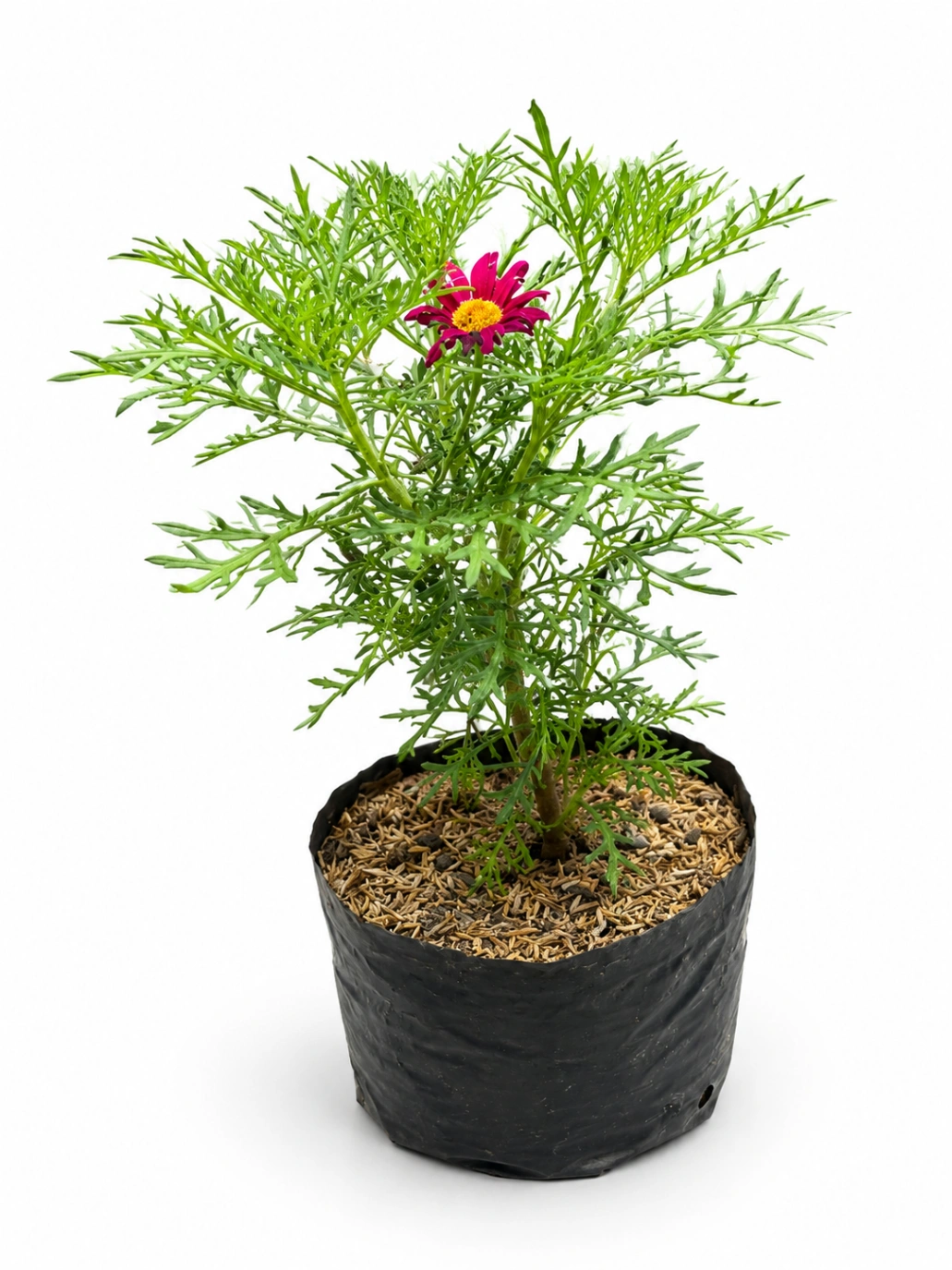 Margarita Fuscia