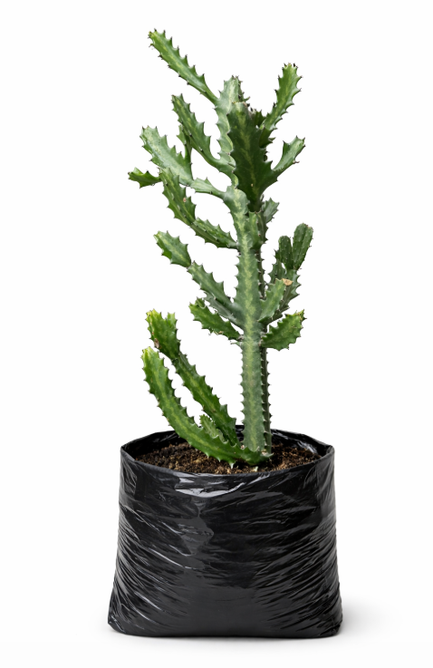 Cactus Candelabro
