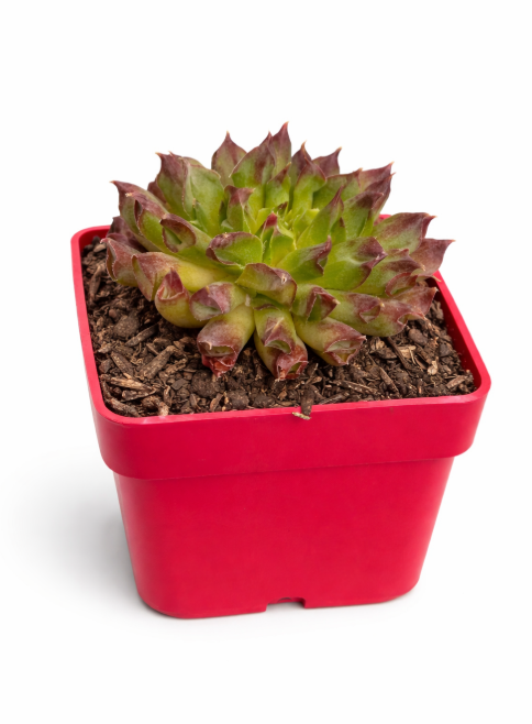 Suculenta P7