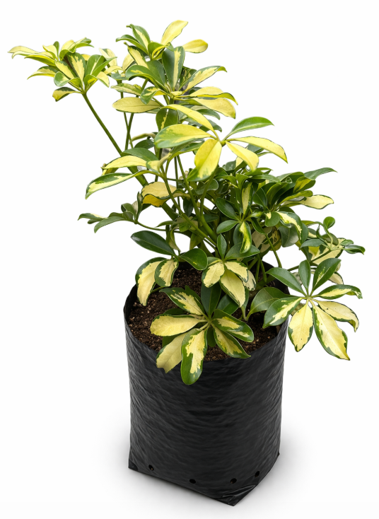 Cheflera Variagada