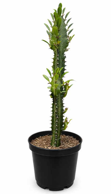 Cactus P14 Grande