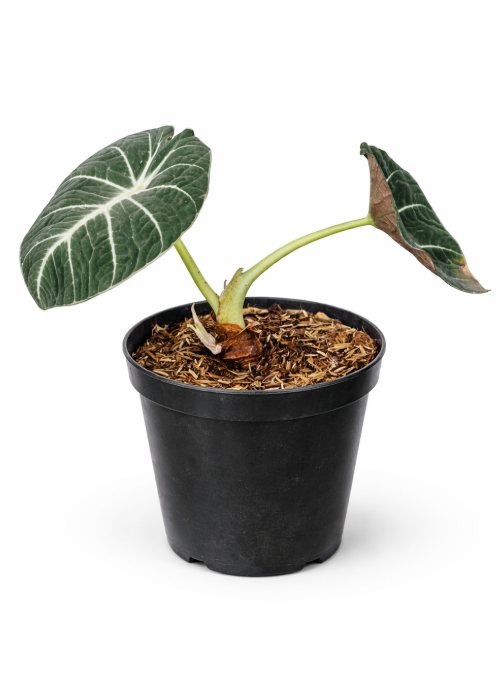 Alocasia Negra