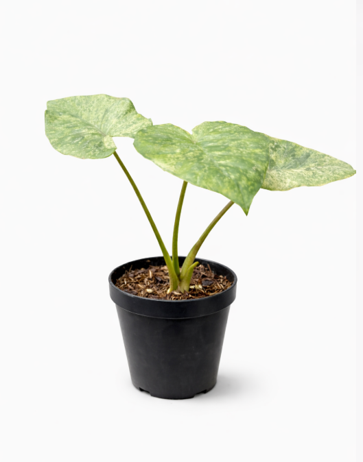 Alocasia Odora Variagada
