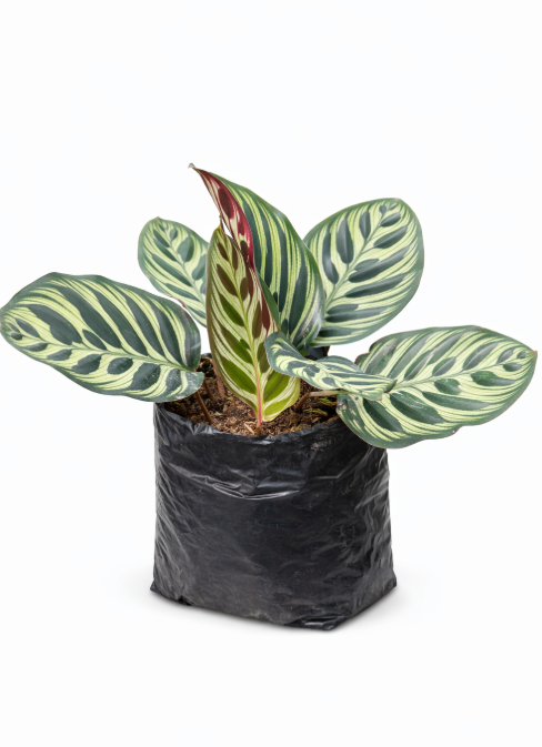 Calathea Macoyana