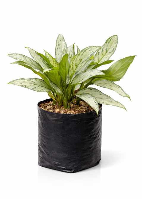 Aglonema Dolar