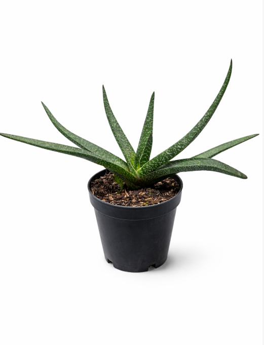 Aloe Gasteria