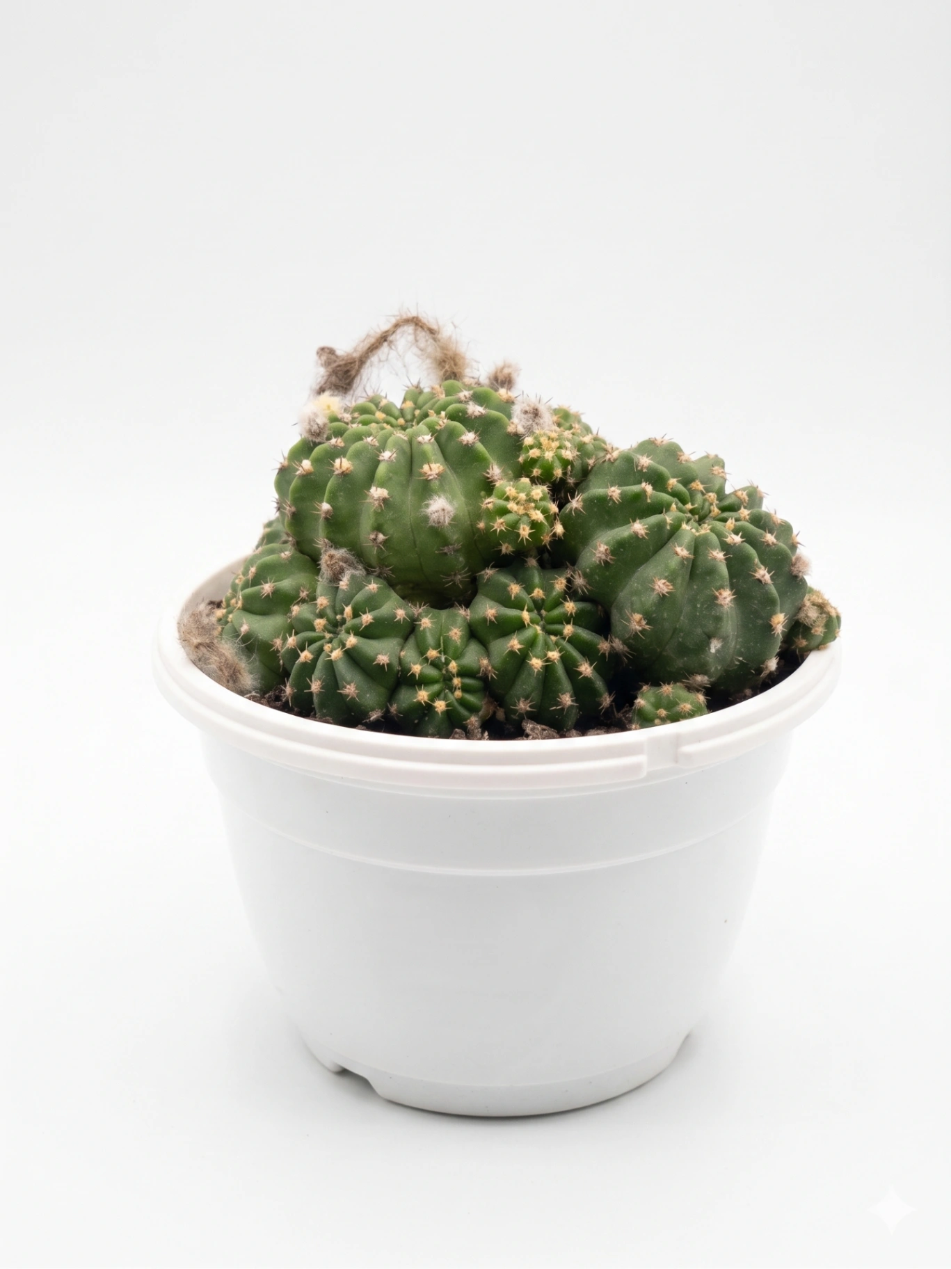 Cactus Tarrin