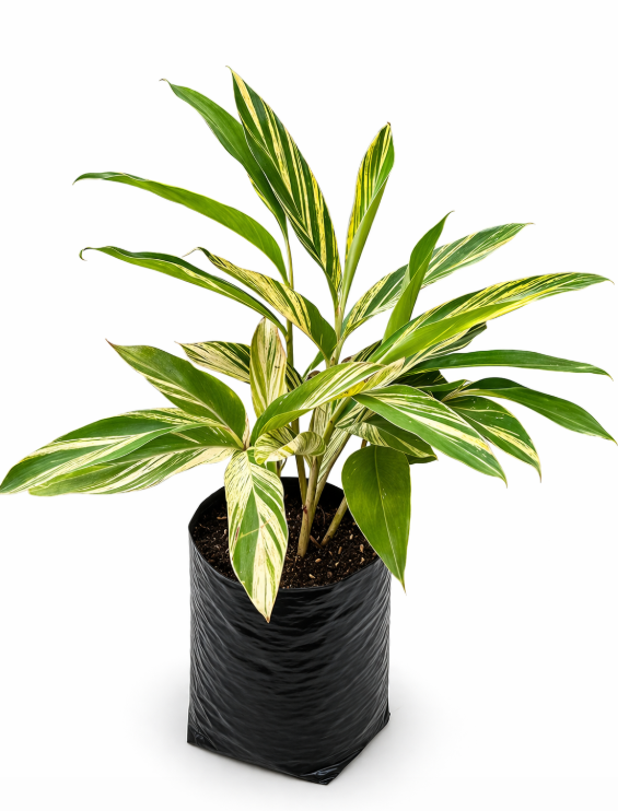 Ginger Variagada