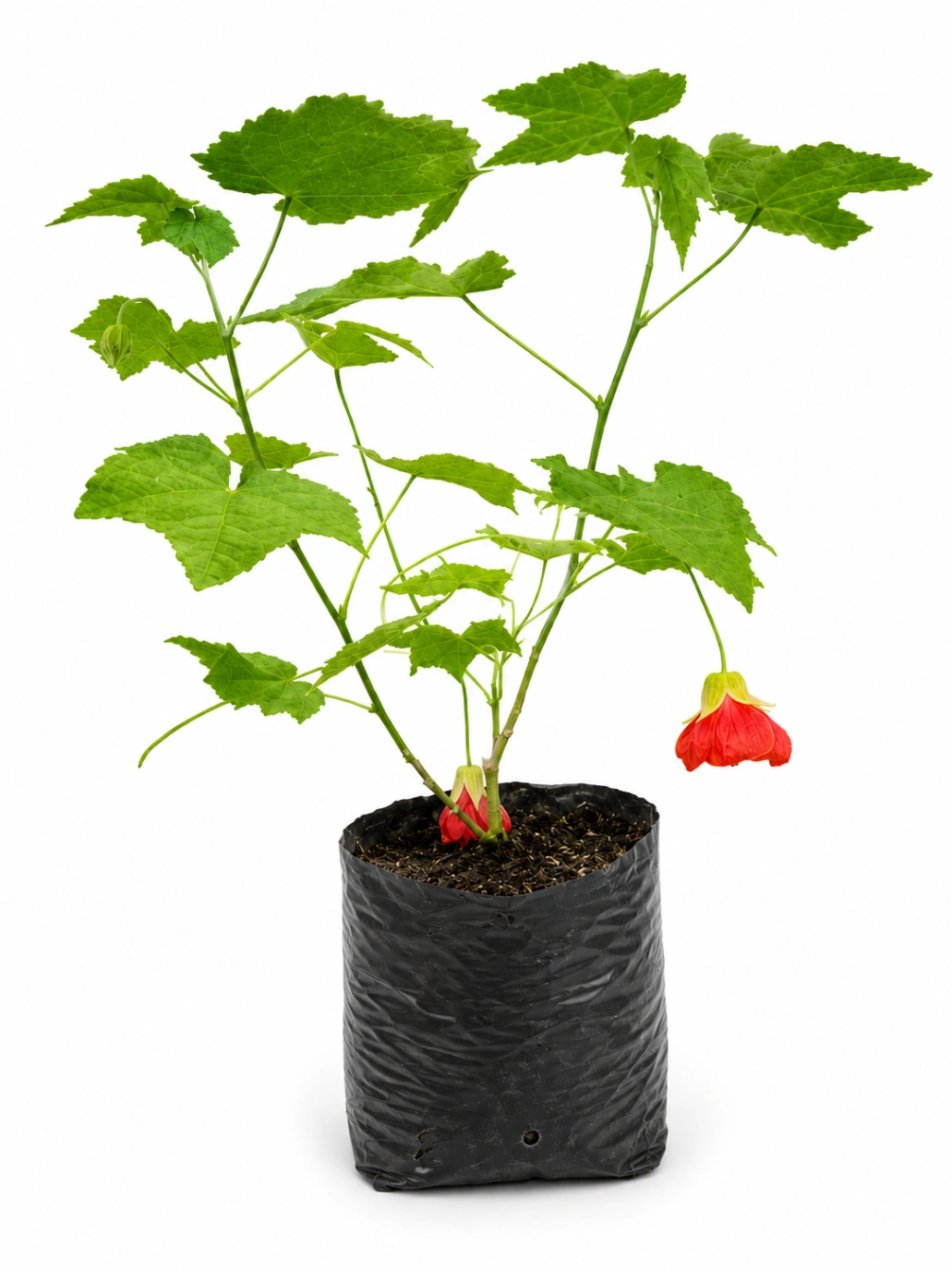 Abutilon