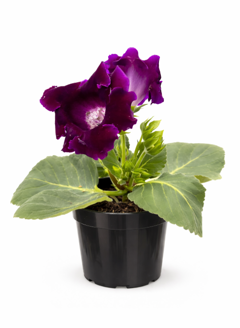 Gloxinia