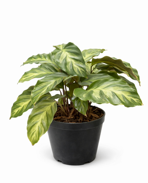 Calathea Misto