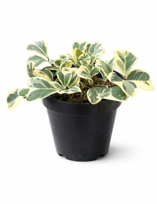 Ficus Triangularis