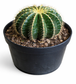 Cactus P14