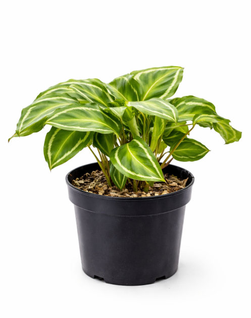 Calathea Picturata