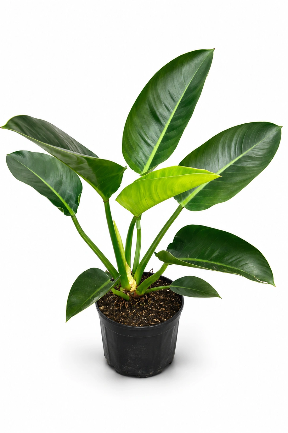 Philoendro Verde