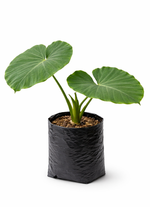 Alocasia Mafafa