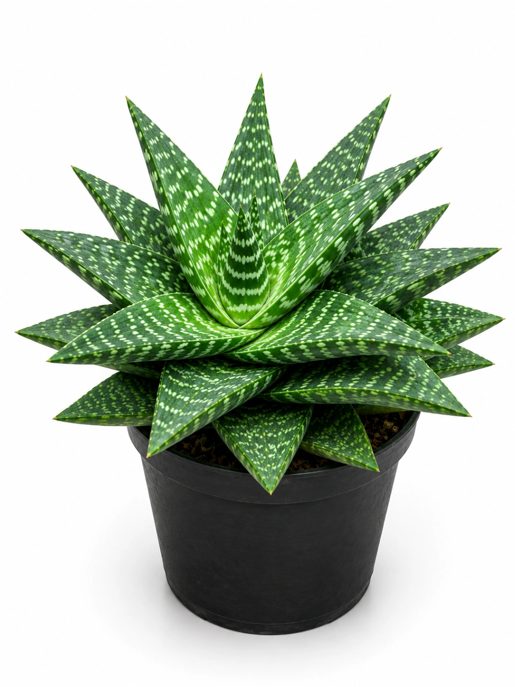 Aloe Exotico