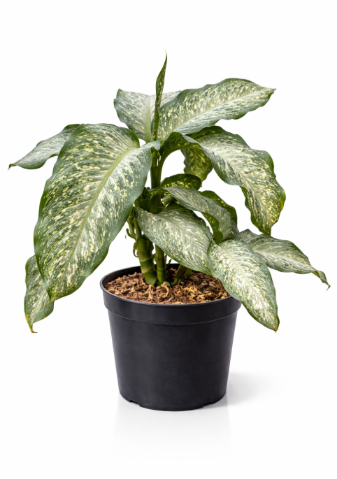 Dieffenbachia Tiki