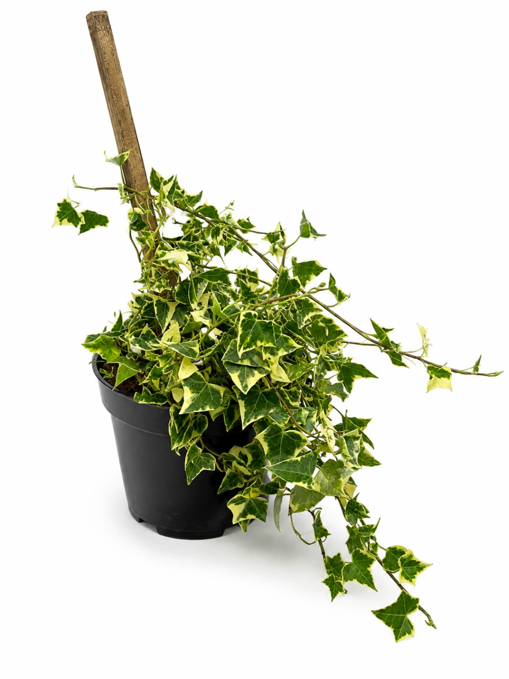 Hiedra Variegada en Vara