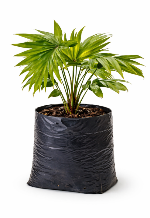 Palma Levistonia Bolsa