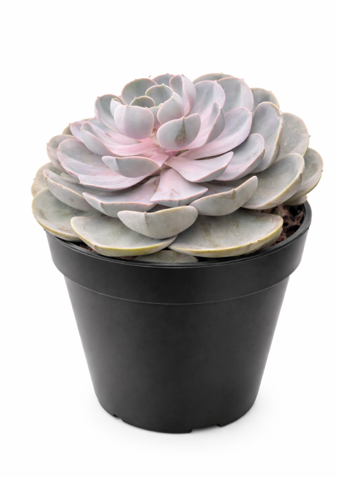 Suculenta P20