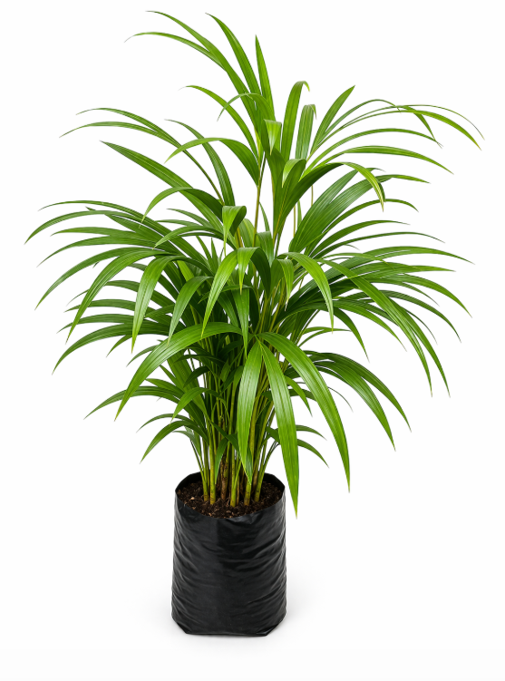 Palma Areca