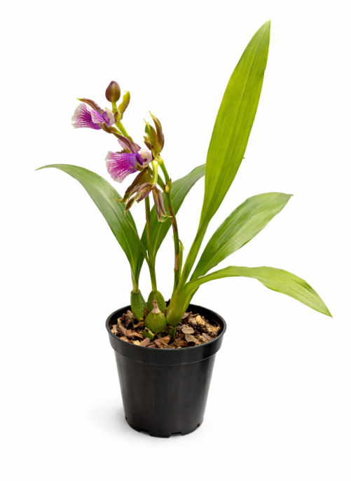 Orquidea Zygopethalum