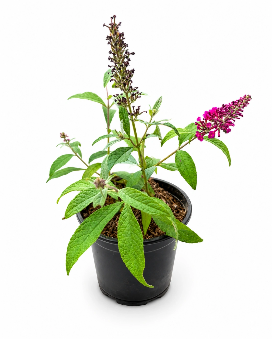 Flor de Mariposa