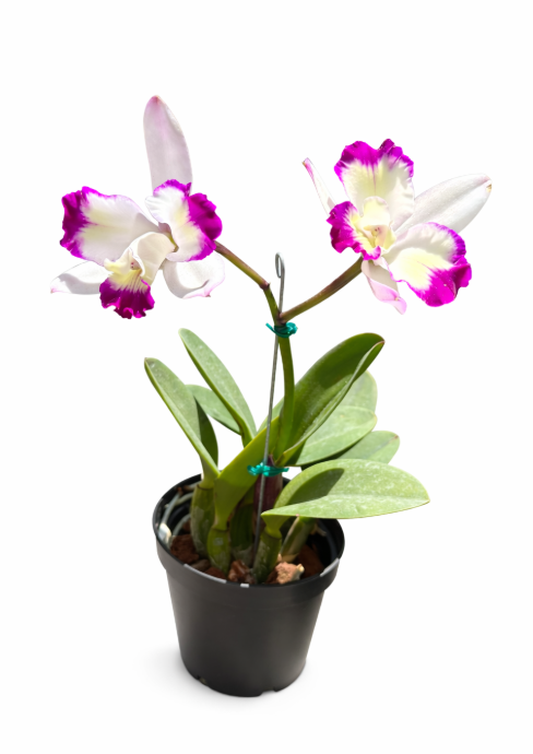 Orquidea Cattleya