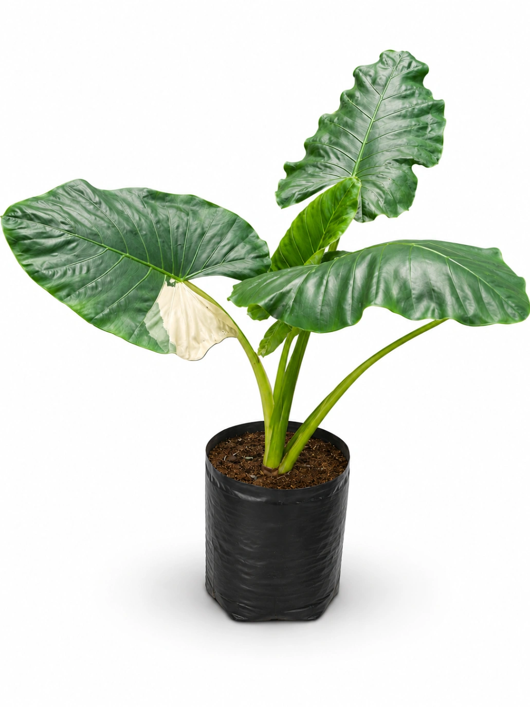 Alocasia Militar Variagada