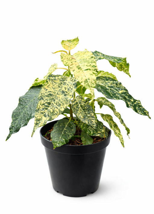 Ficus Cotton Color