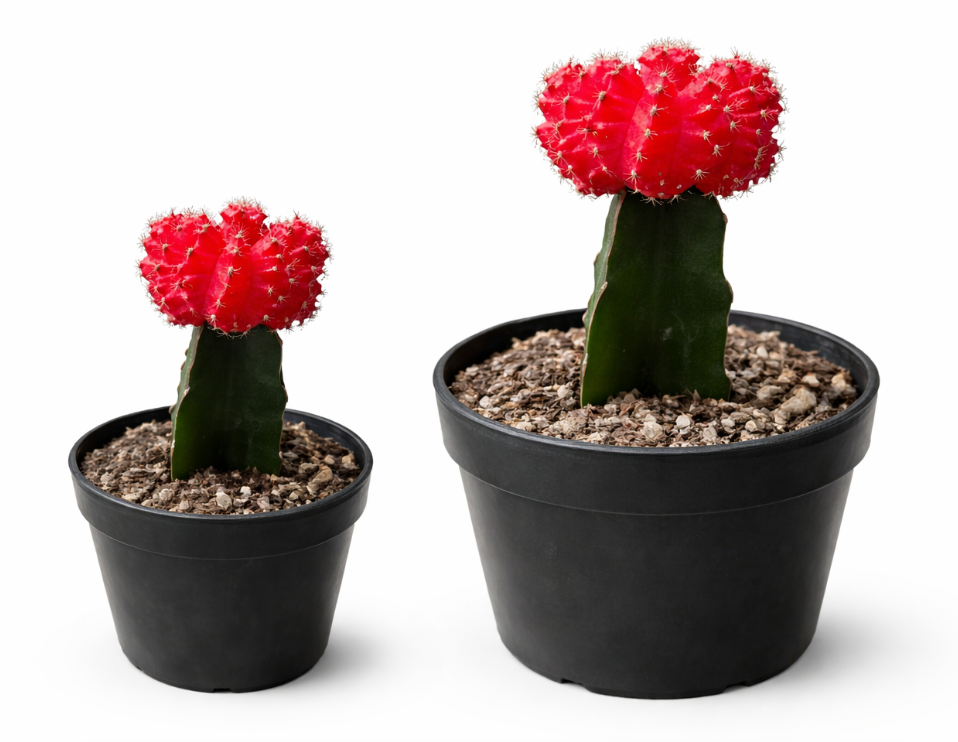Cactus Coreano