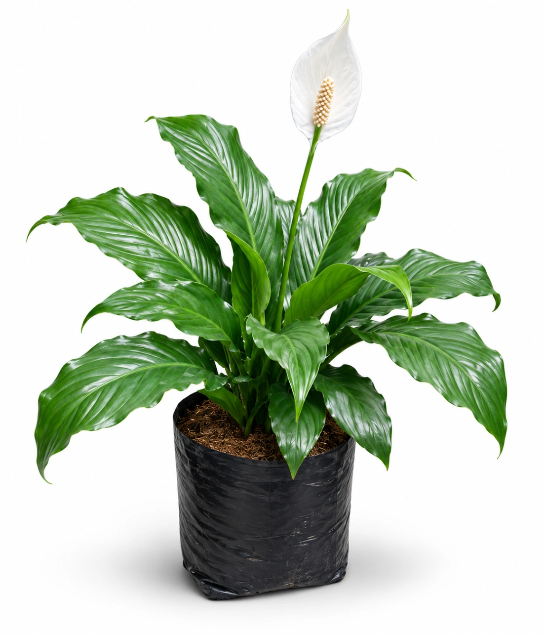 Anturio Magnaloa